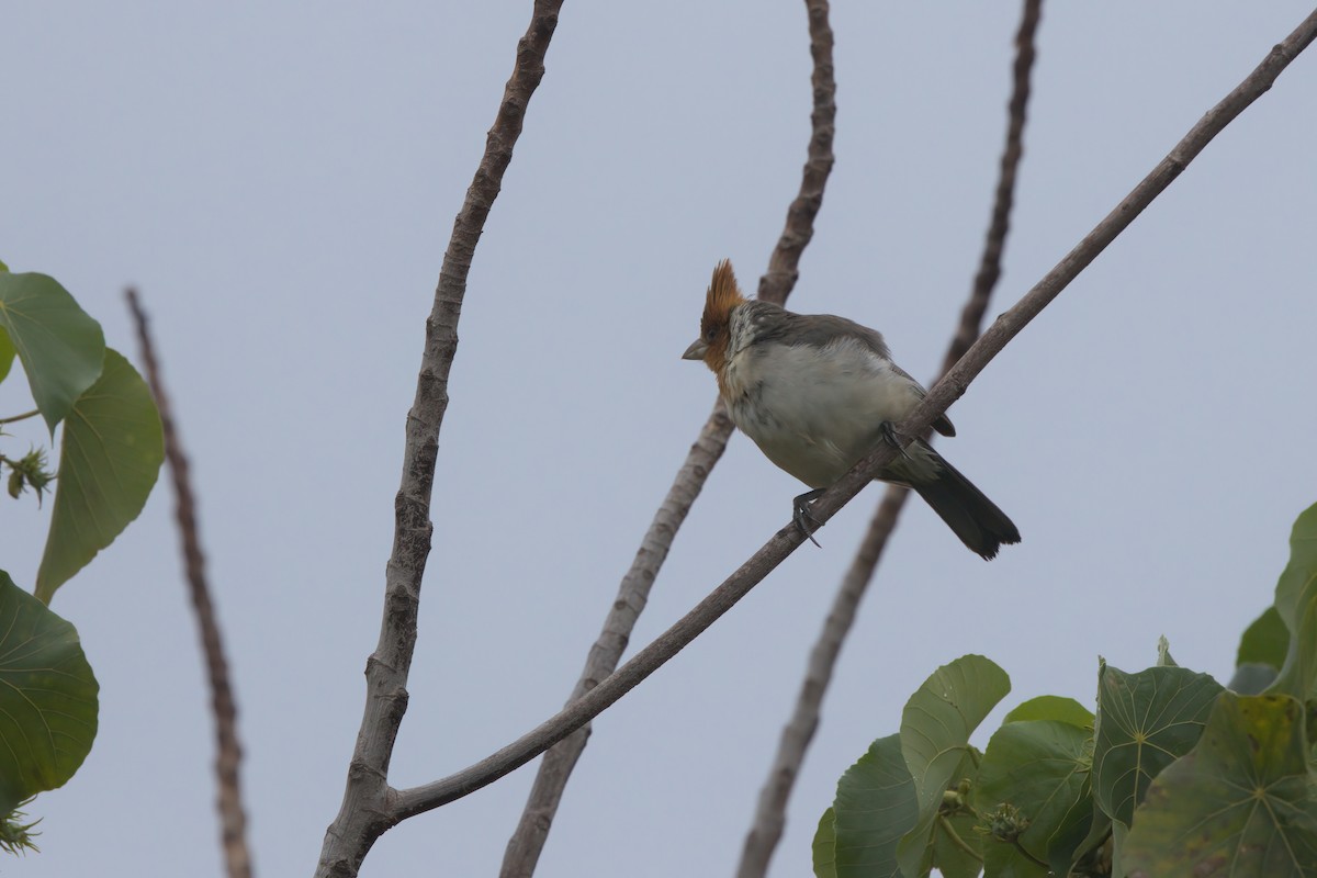 Cardenilla Crestada - ML635335266