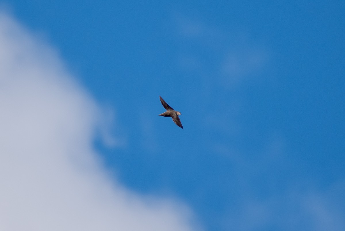 Chimney Swift - ML635335293