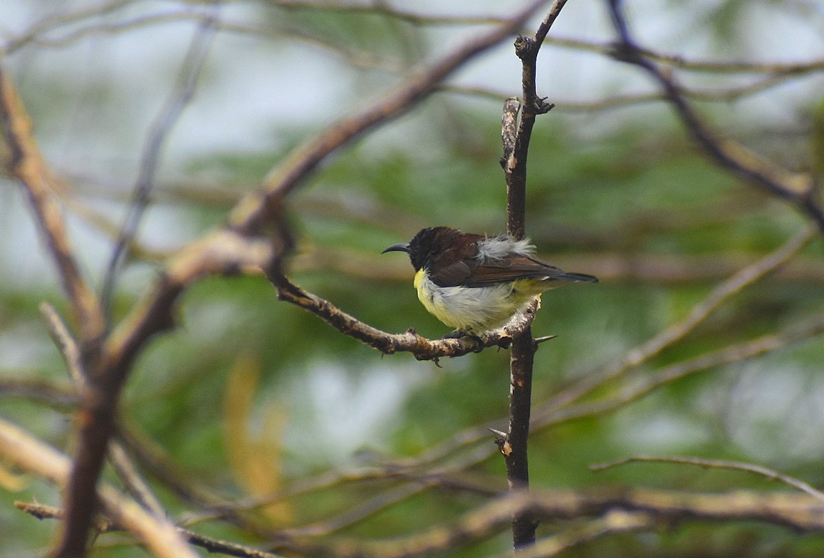 Purple-rumped Sunbird - ML635335300