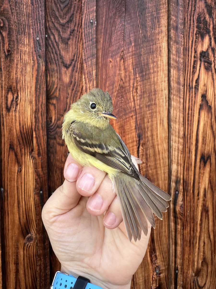 Western Flycatcher - ML635335312