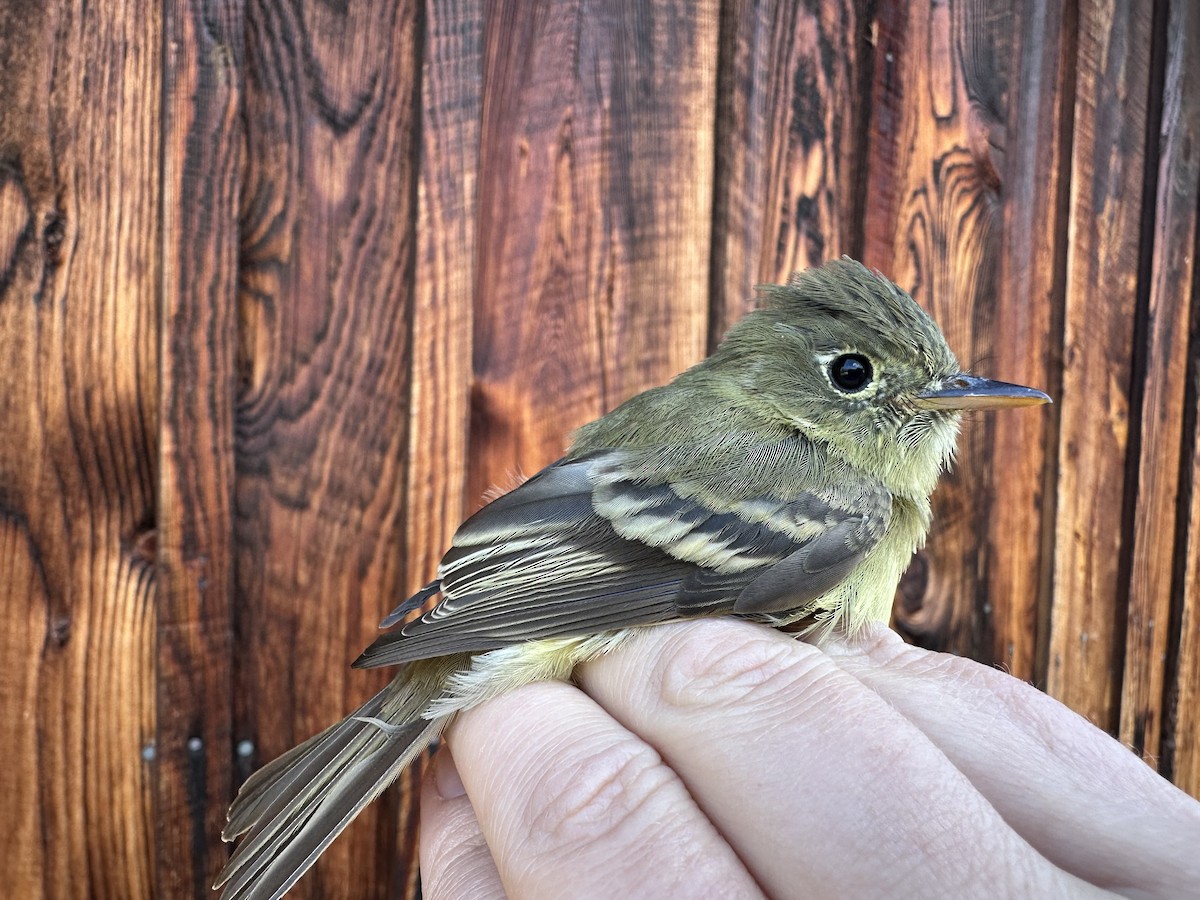 Western Flycatcher - ML635335313