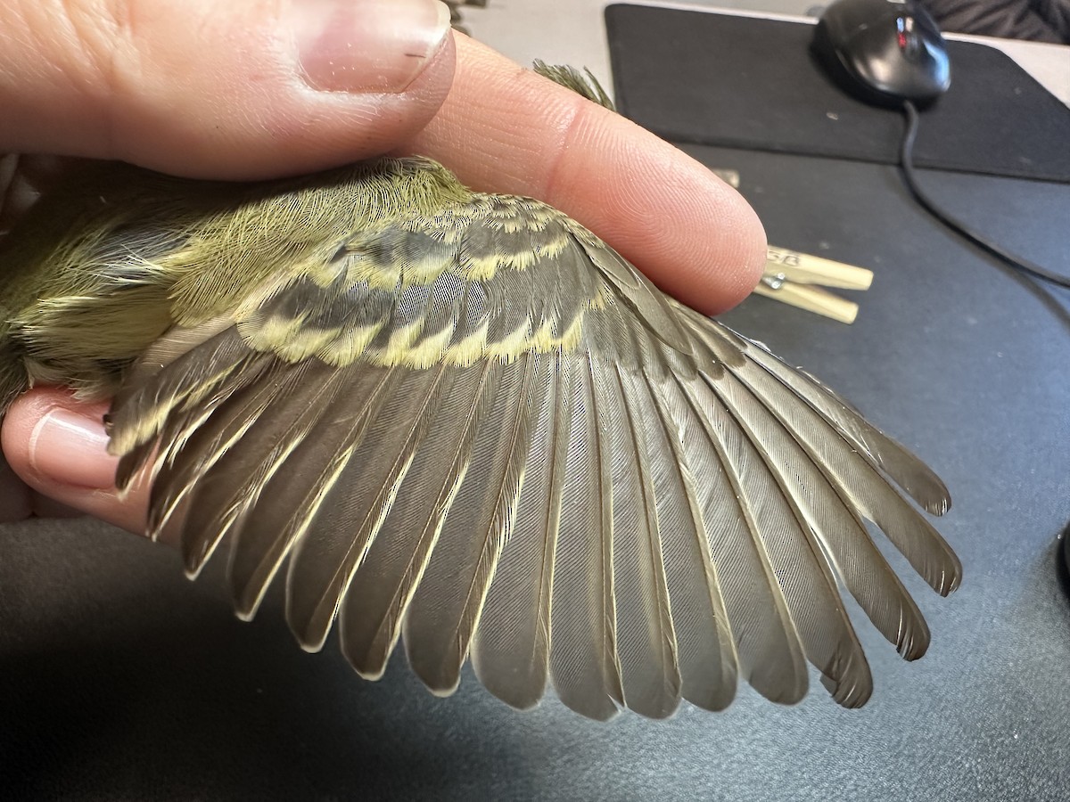 Western Flycatcher - ML635335314