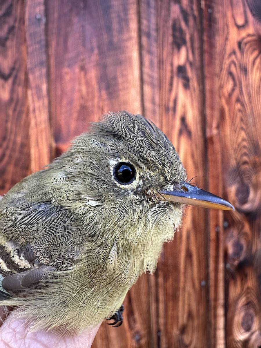 Western Flycatcher - ML635335315