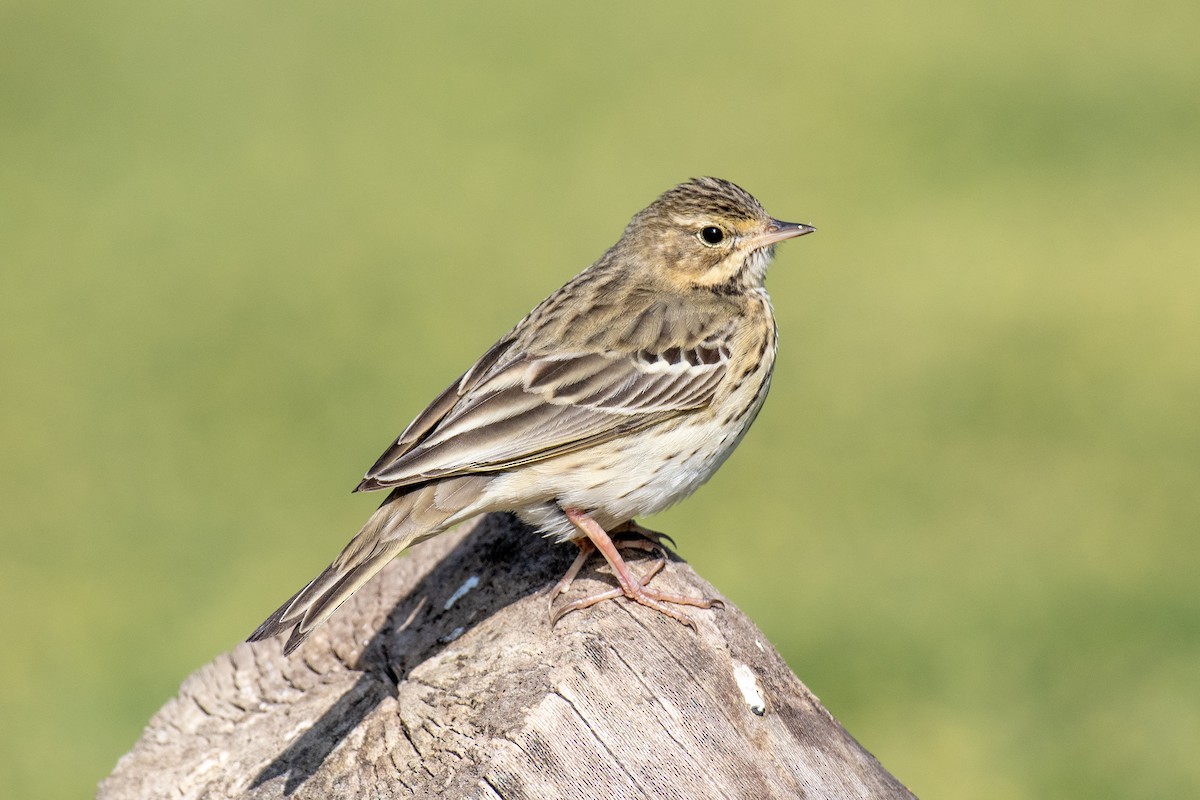Tree Pipit - ML635335323