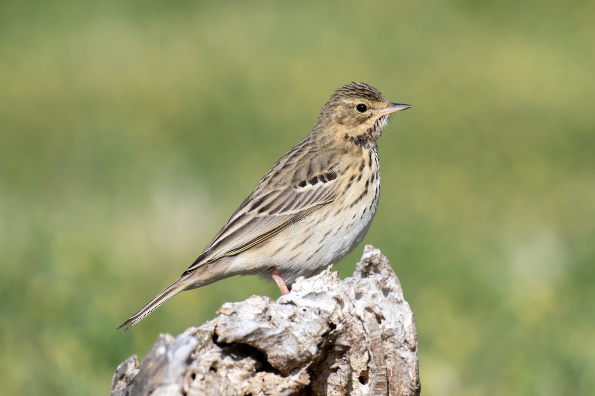 Tree Pipit - ML635335324
