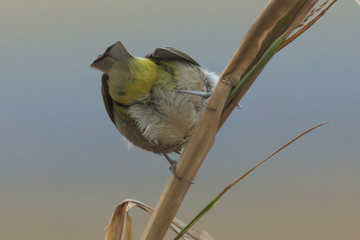 Warbling White-eye - ML635335371