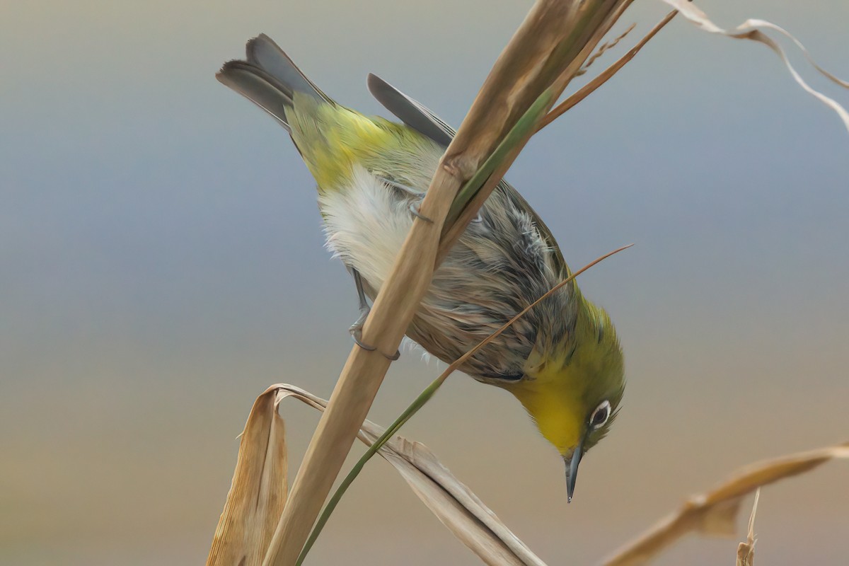 Warbling White-eye - ML635335372