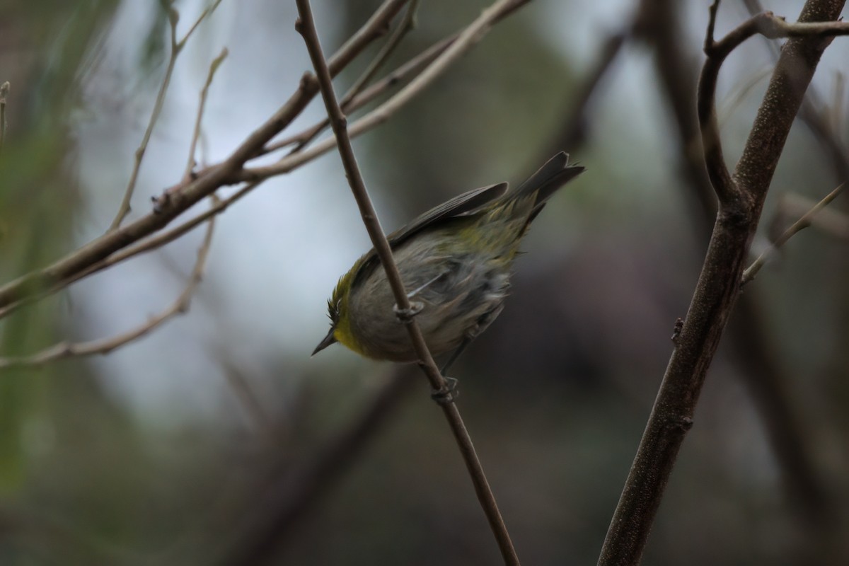 Warbling White-eye - ML635335373