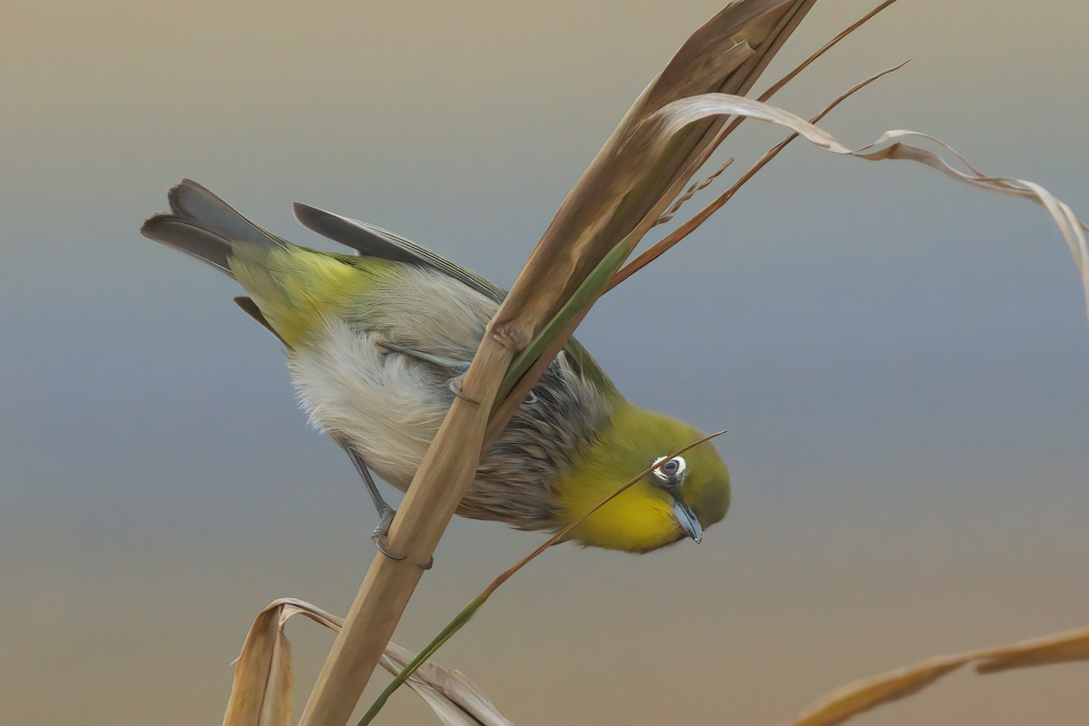 Warbling White-eye - ML635335374