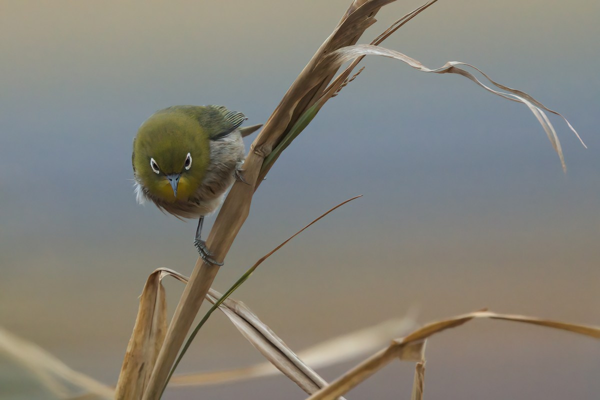 Warbling White-eye - ML635335375
