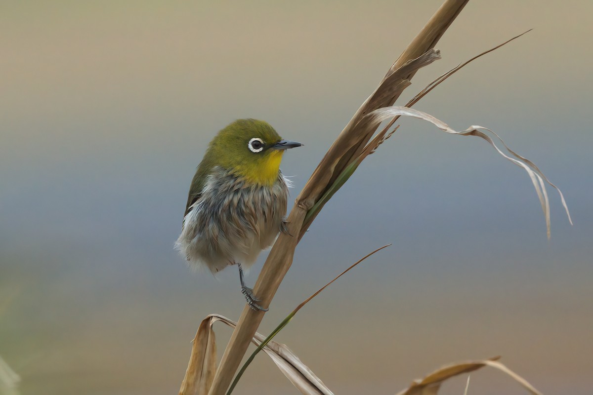 Warbling White-eye - ML635335376