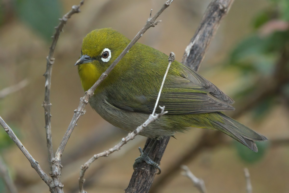 Warbling White-eye - ML635335377