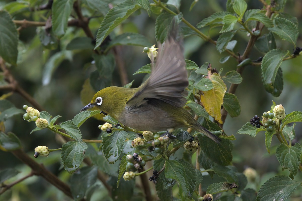 Warbling White-eye - ML635335378