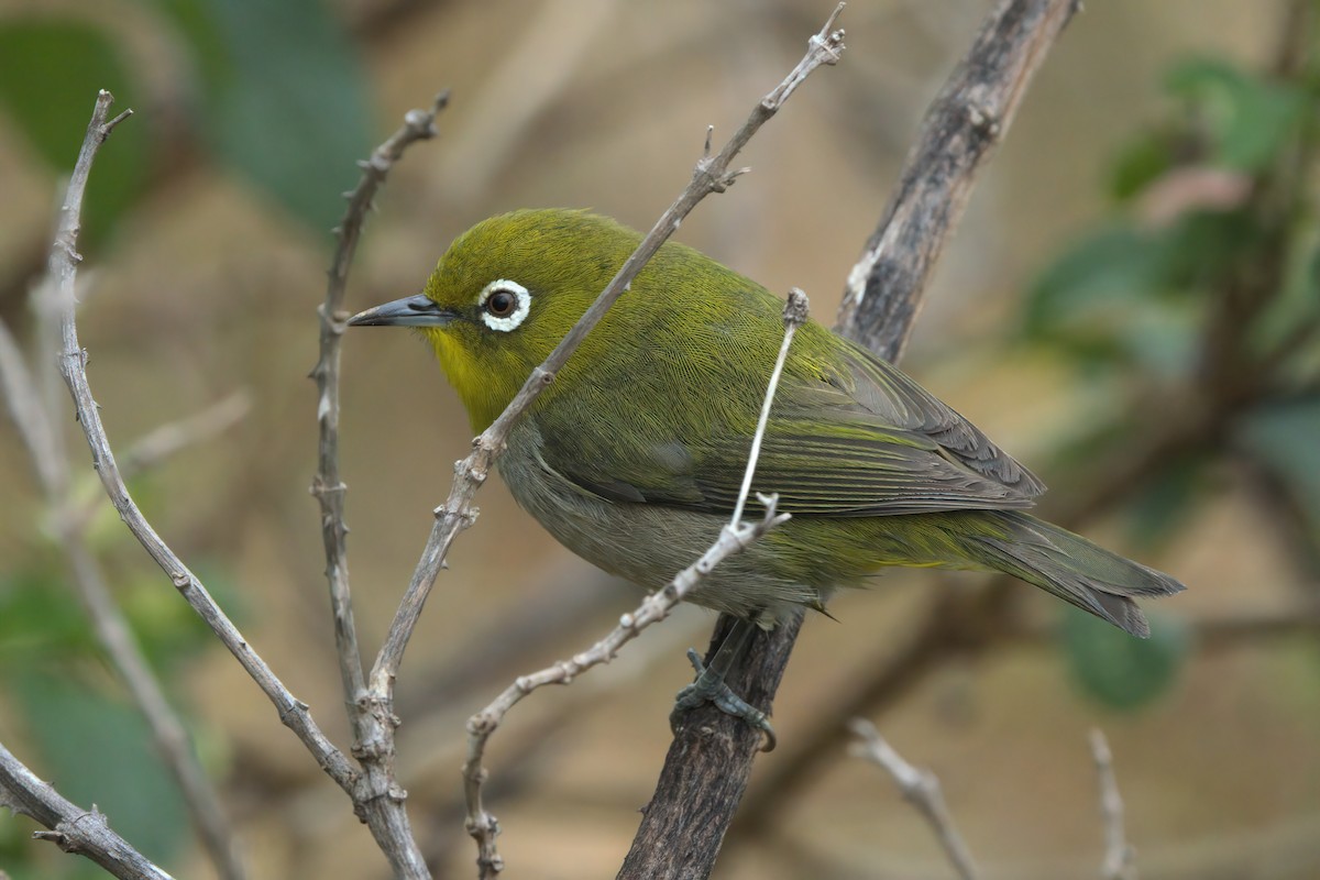 Warbling White-eye - ML635335380
