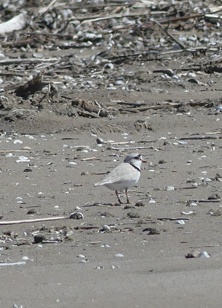 Piping Plover - ML635335421