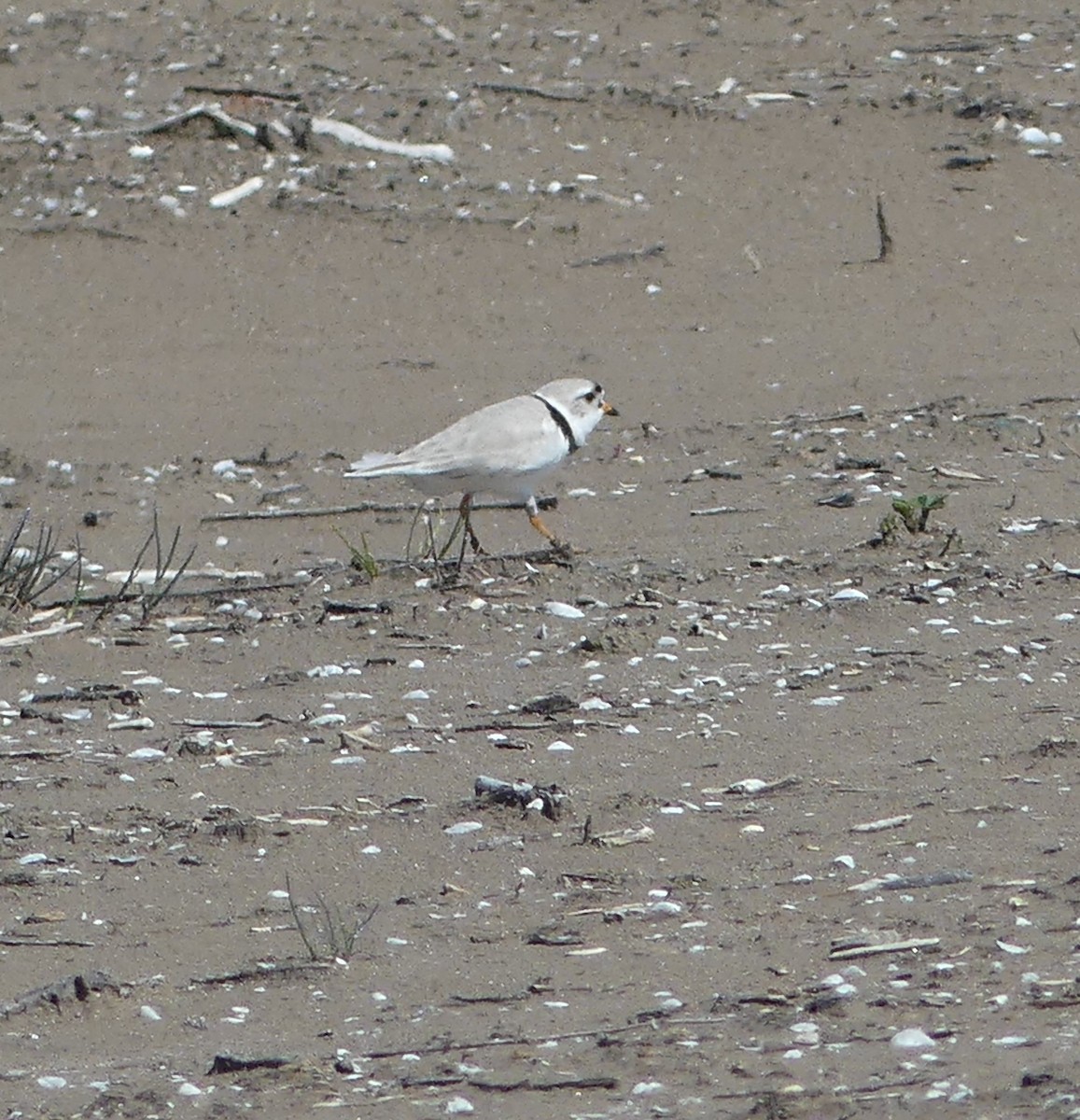 Piping Plover - ML635335422
