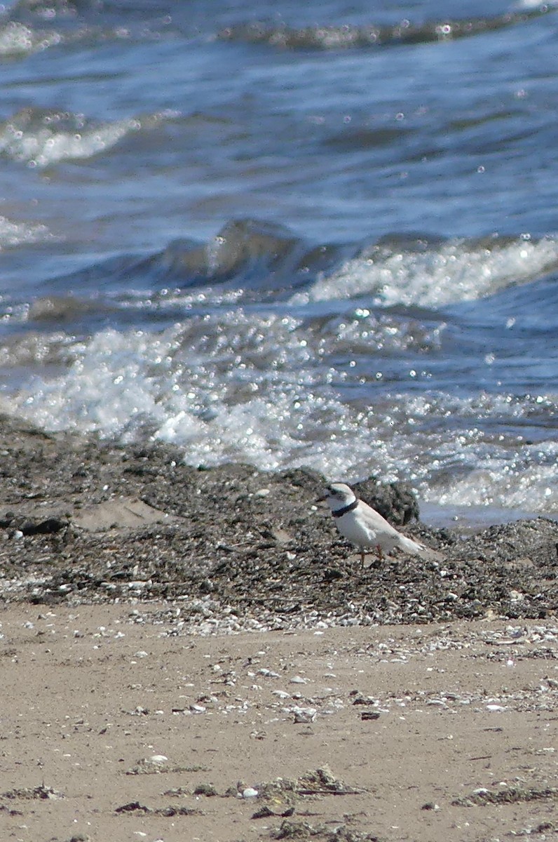 Piping Plover - ML635335423
