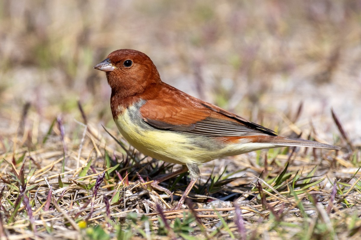 Chestnut Bunting - ML635335426