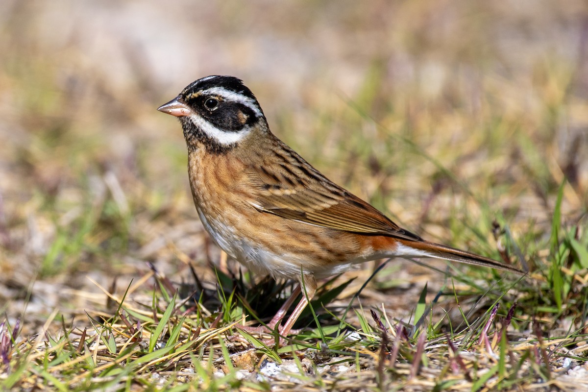 Tristram's Bunting - ML635335436