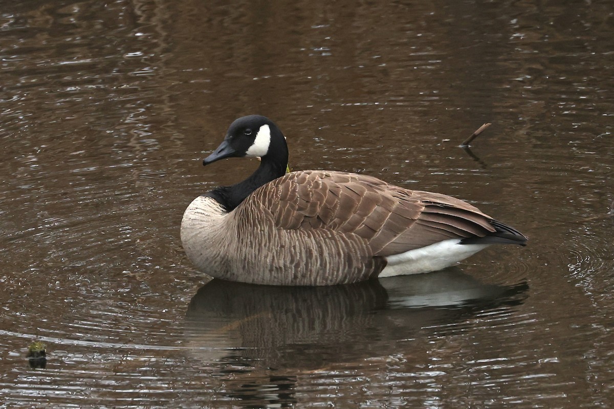 Canada Goose - ML635335473