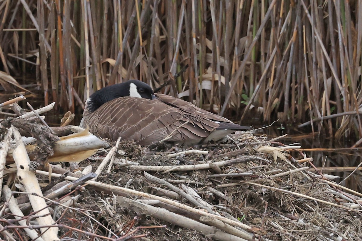 Canada Goose - ML635335474