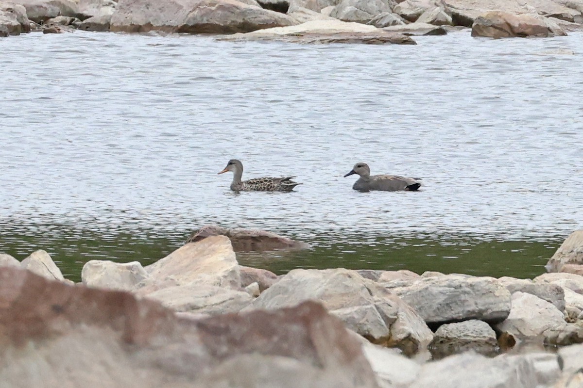 Gadwall - ML635335478
