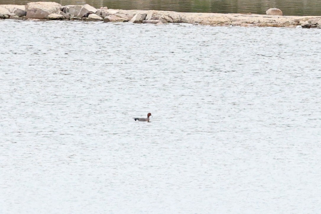 Eurasian Wigeon - ML635335498