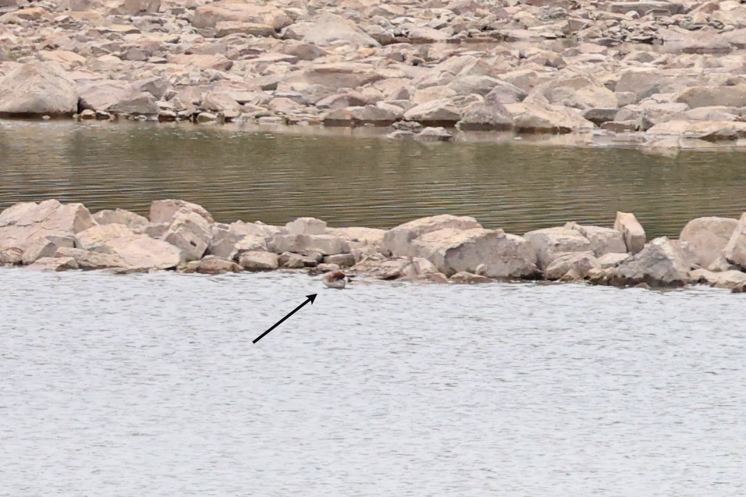 Eurasian Wigeon - ML635335499