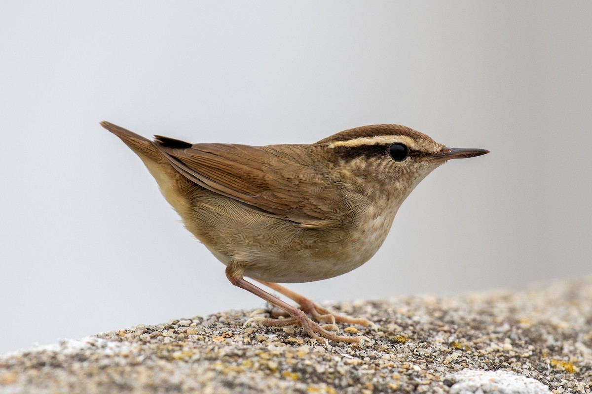 Asian Stubtail - ML635335503