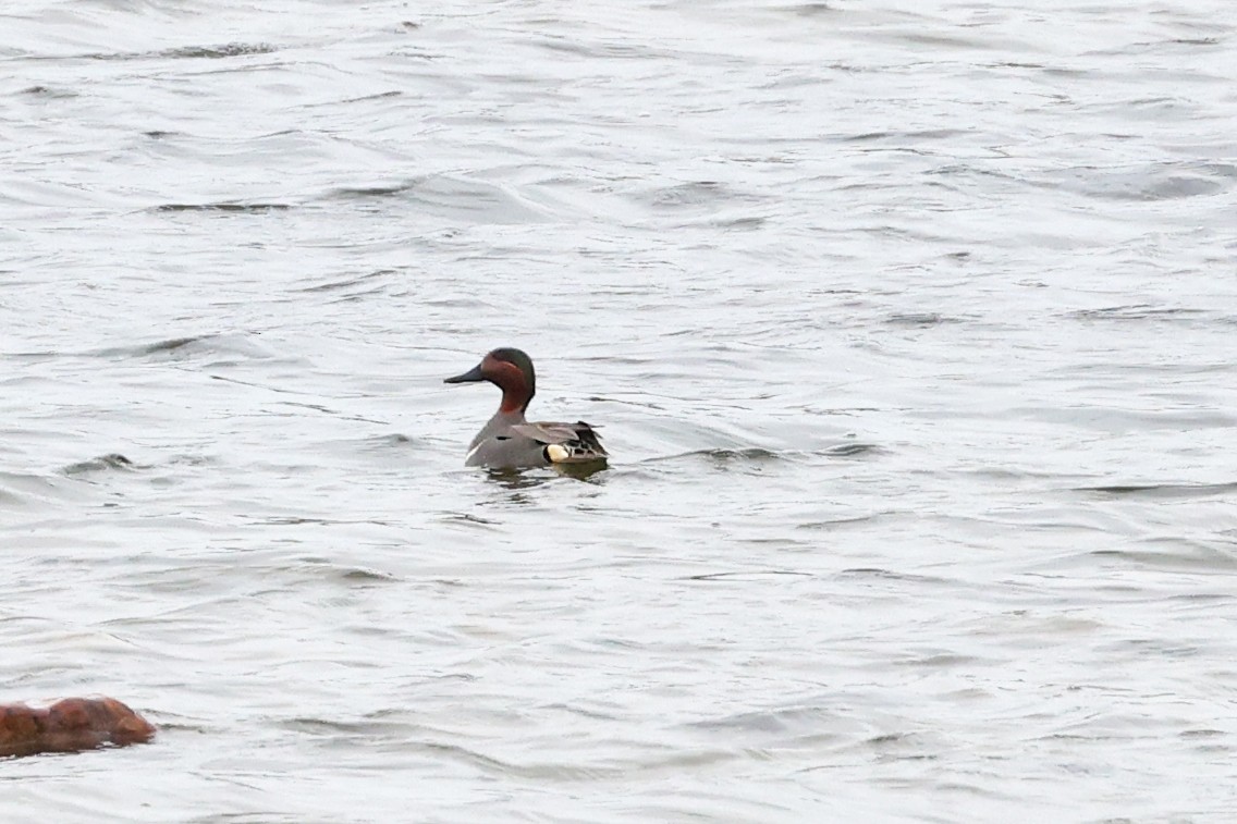 Green-winged Teal - ML635335507
