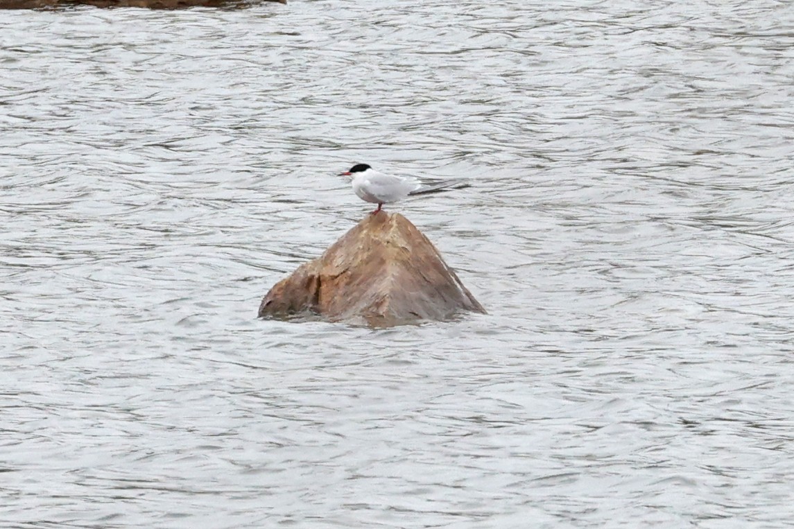 Flussseeschwalbe - ML635335525