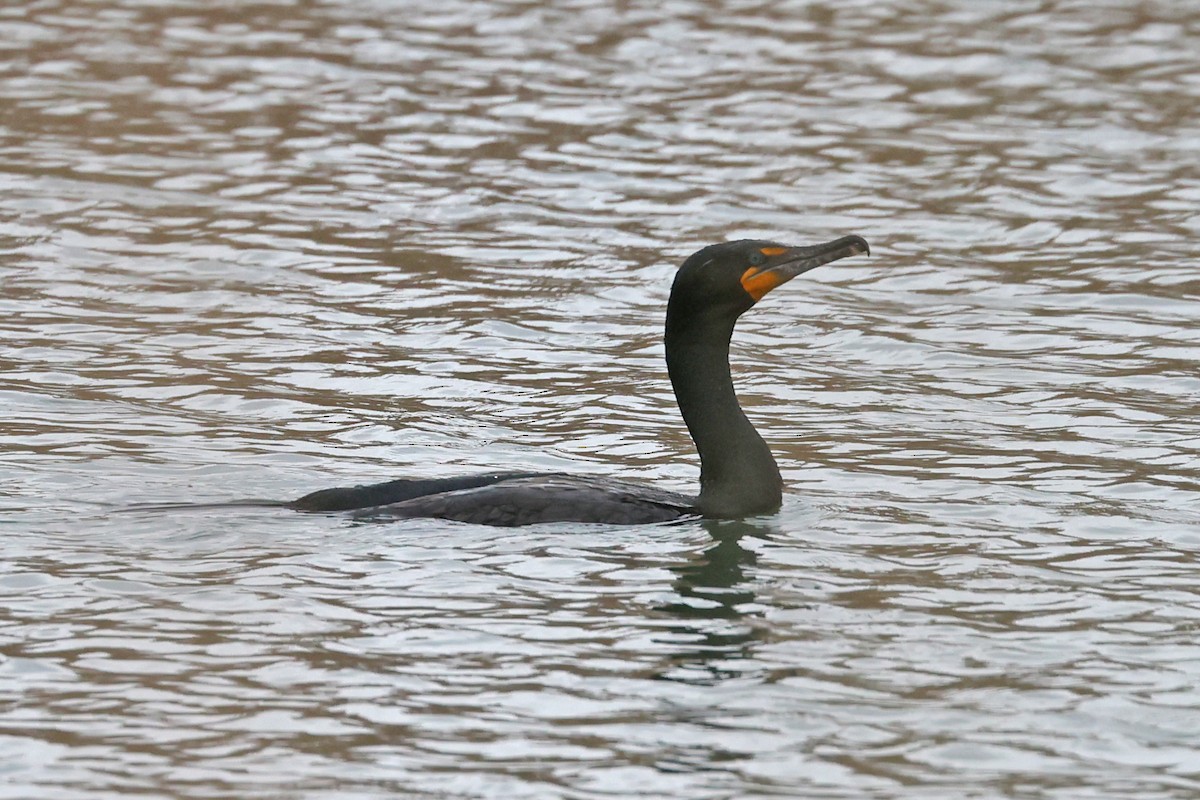 Double-crested Cormorant - ML635335545