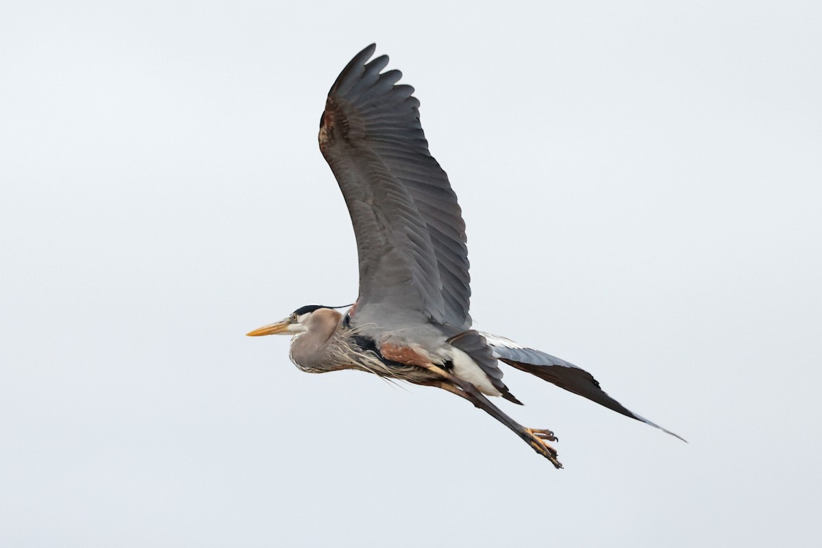 Great Blue Heron - ML635335552