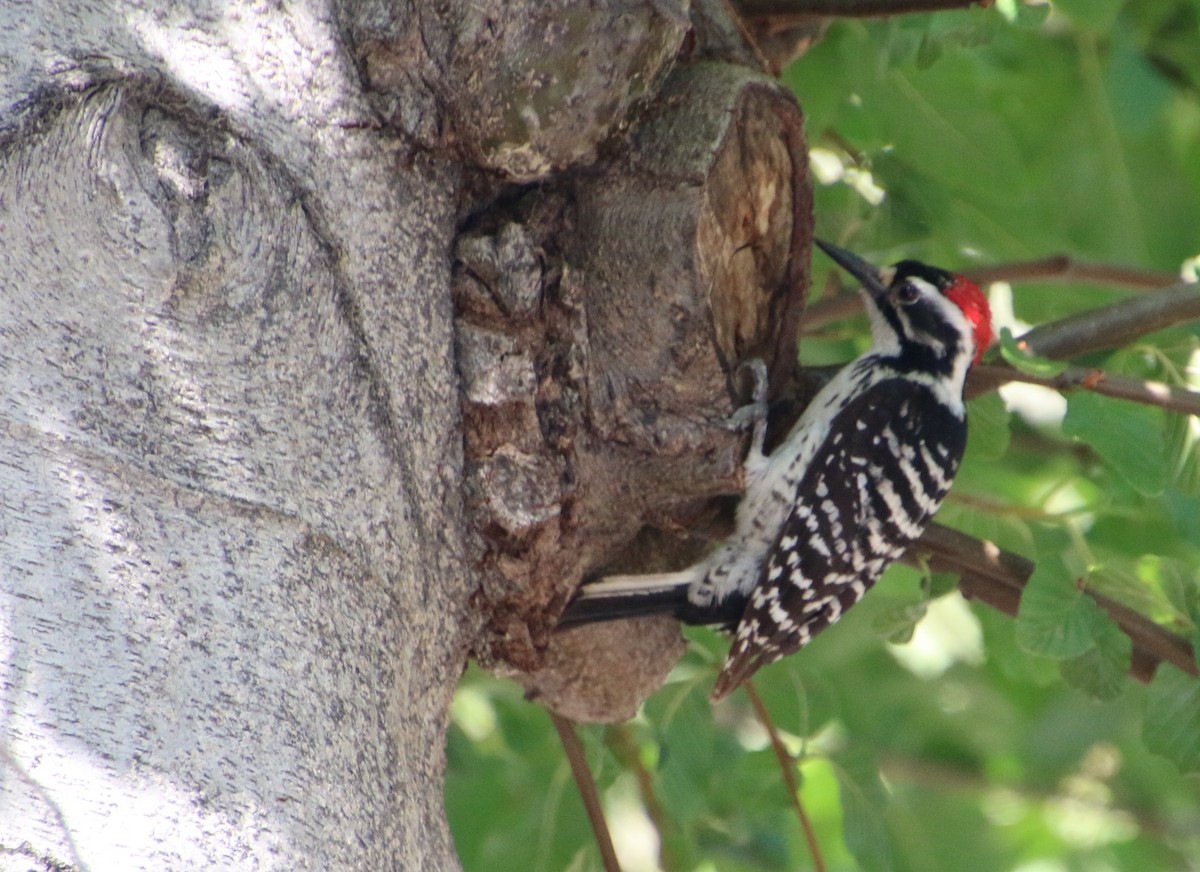 Nuttall's Woodpecker - ML635335558