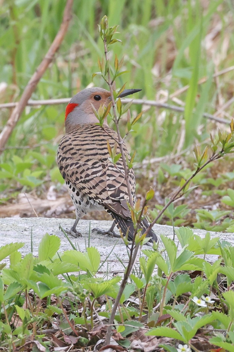 Northern Flicker - ML635335563