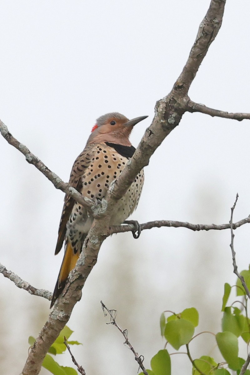 Northern Flicker - ML635335564