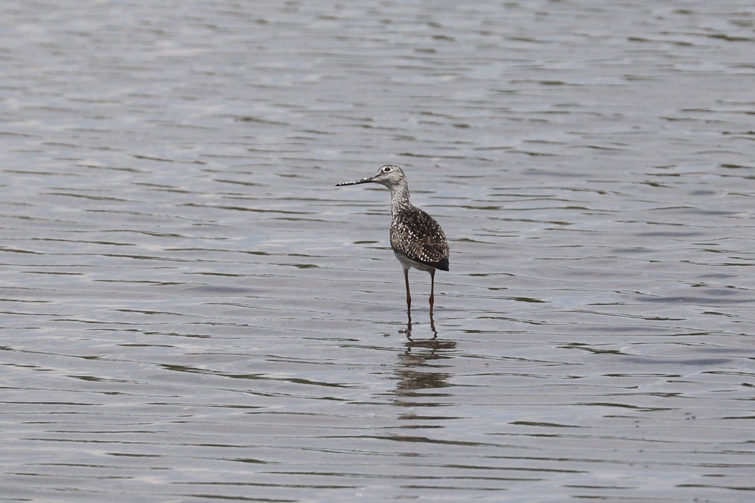Greater Yellowlegs - ML635335566