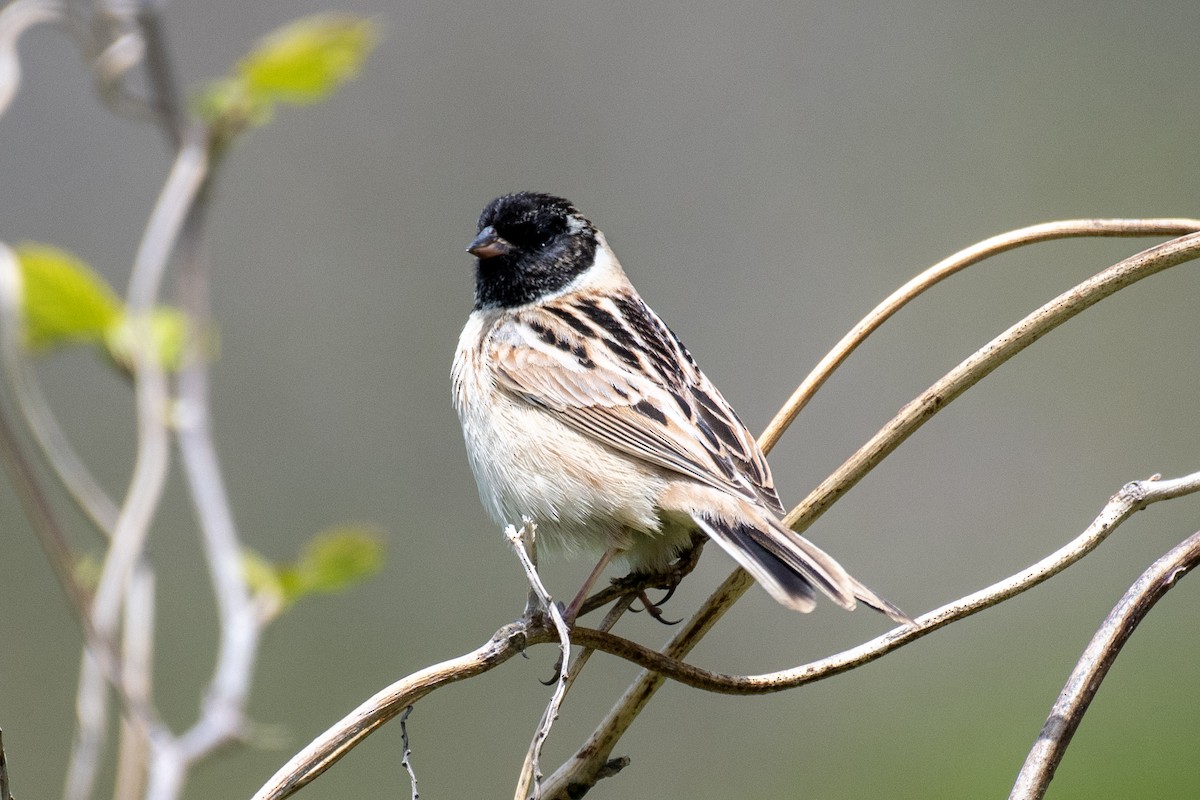 Ochre-rumped Bunting - ML635335577