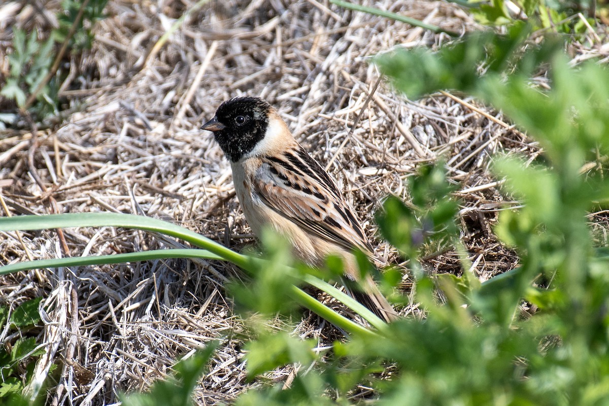 Ochre-rumped Bunting - ML635335580