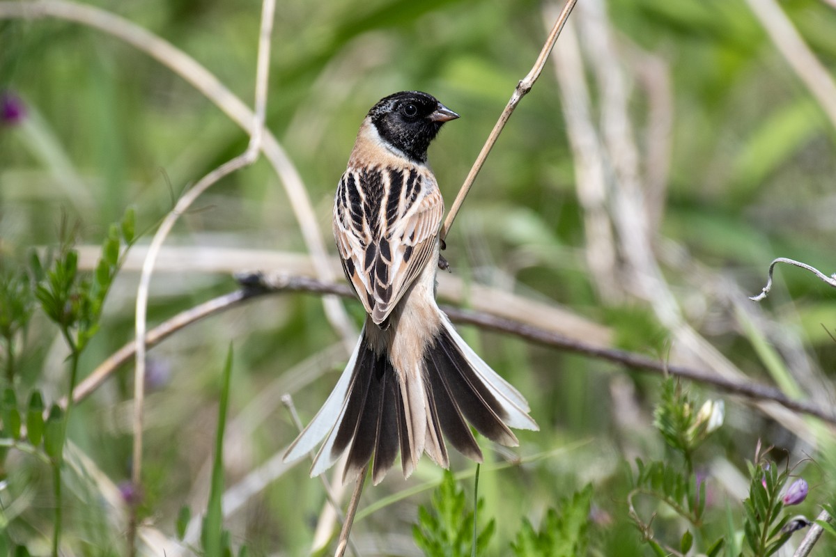 Ochre-rumped Bunting - ML635335581