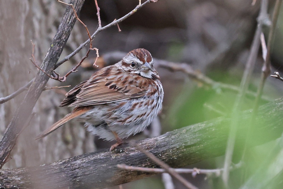 Song Sparrow - ML635335604