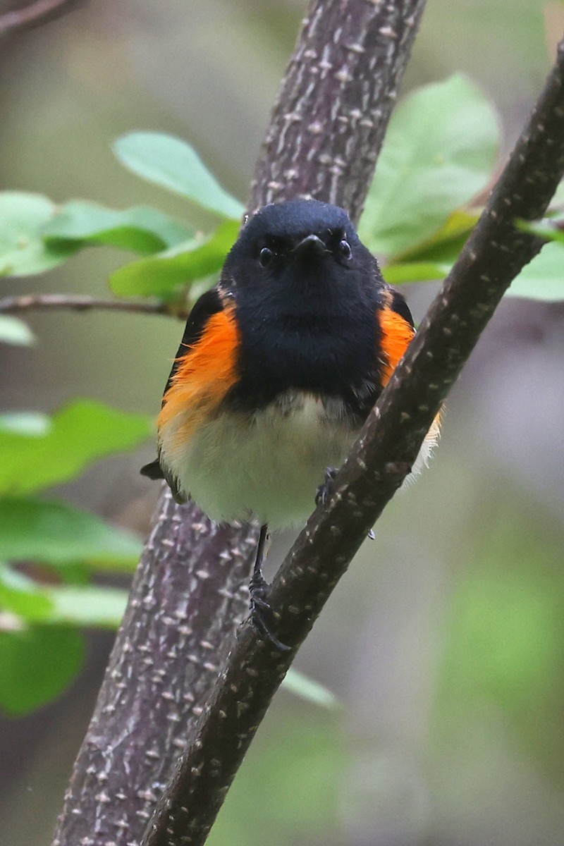American Redstart - ML635335616