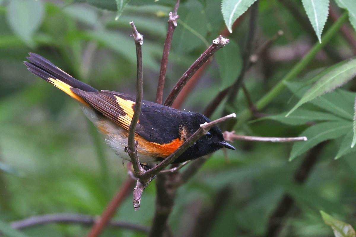American Redstart - ML635335618