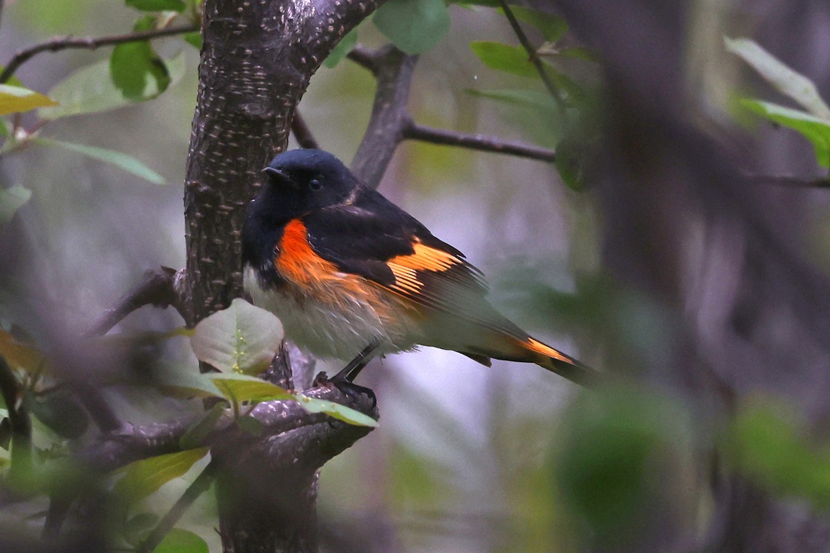 American Redstart - ML635335619