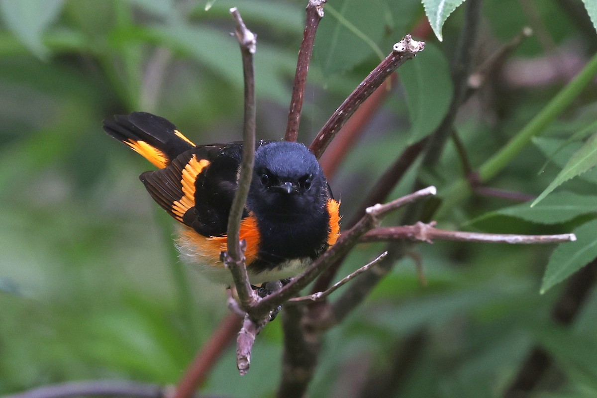American Redstart - ML635335620