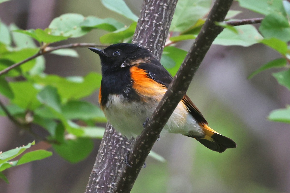 American Redstart - ML635335621