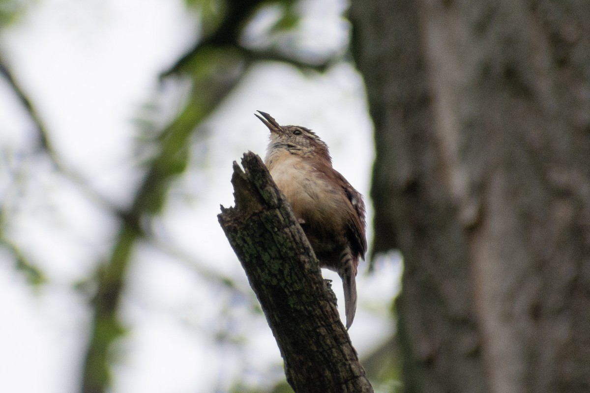 Carolina Wren - ML635335666