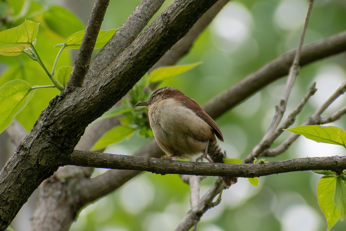 Carolina Wren - ML635335667