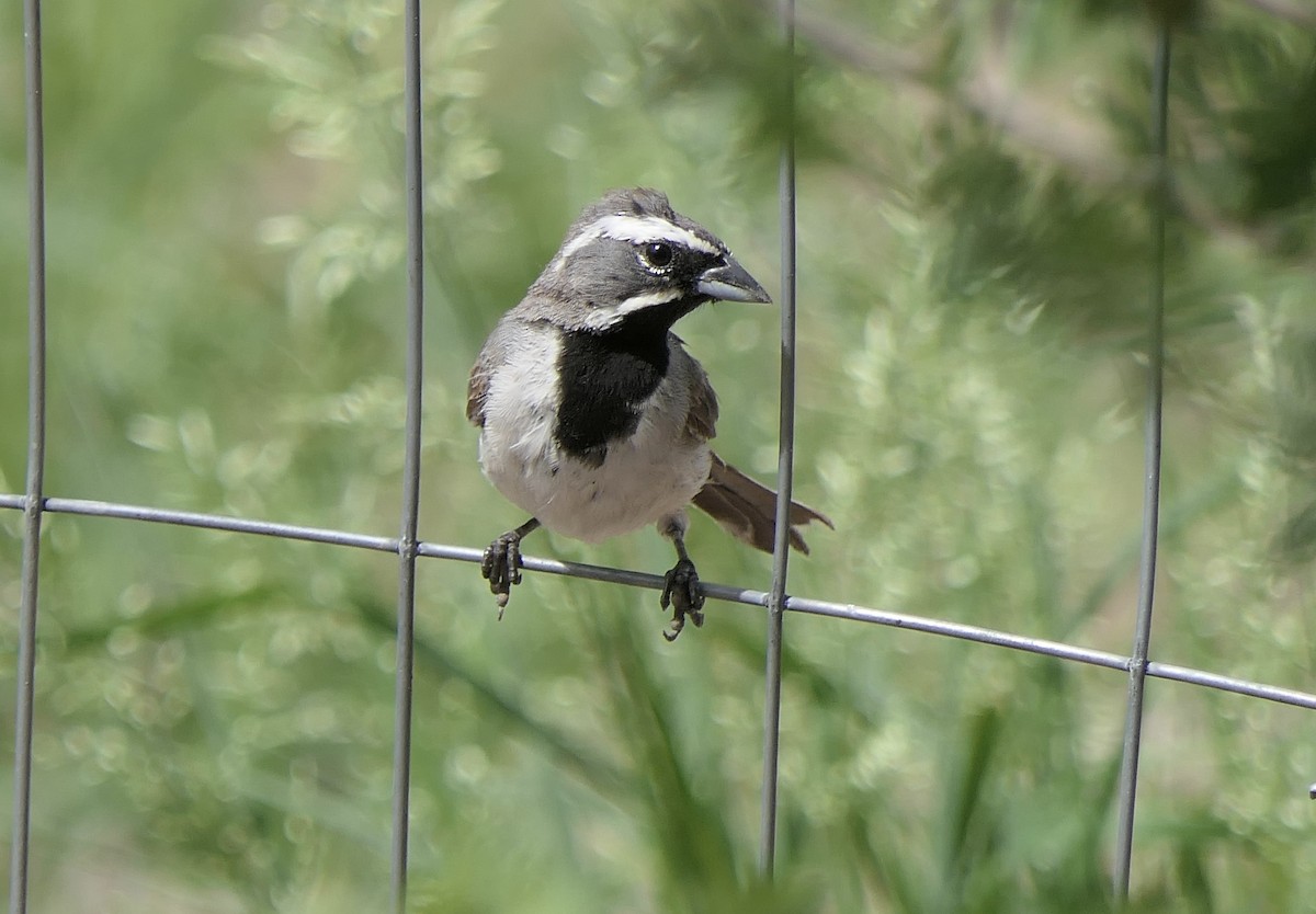 Black-throated Sparrow - ML635335695