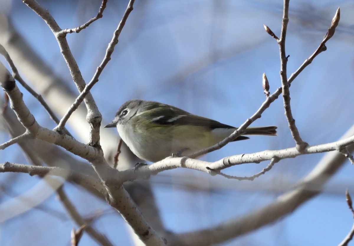 Blue-headed Vireo - ML635335714